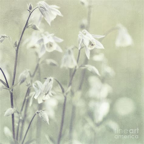 Subtlety Photograph By Priska Wettstein Fine Art America