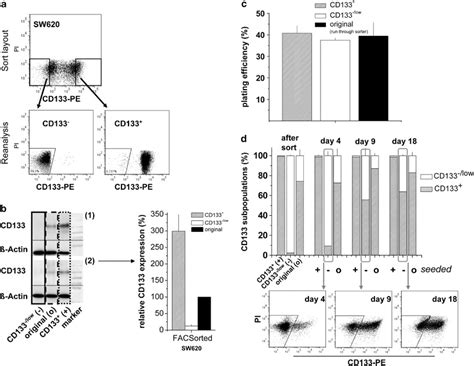 Rapid Re Expression Of Cd133 Protein In Colorectal Cancer Cell Lines In