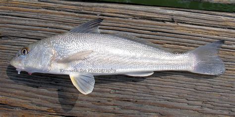 Croaker Family Photographs, and Information – Sciaenidae | Mexican Fish.com