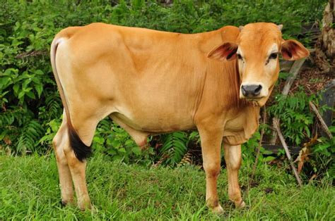 20 Ekor Lembu Seludup Dan Lori Bernilai RM230 000 Dirampas PGA9 Di