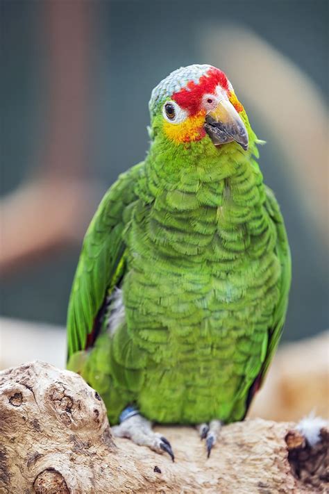 Amazon Parrot Parrot Green Beak Bird Hd Phone Wallpaper Peakpx