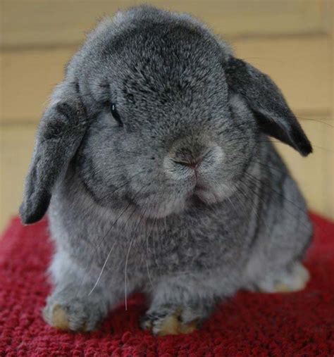 Holland Lop Colors Agouti