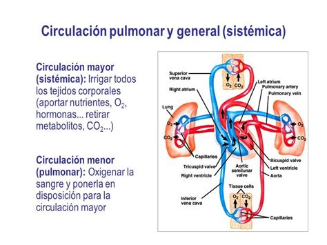 La CirculaciÓn Mayor Y Menor La Circulación En El Ser Humano Es… By