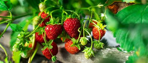 Jardin voici à quel moment planter vos fraisiers pour garantir une