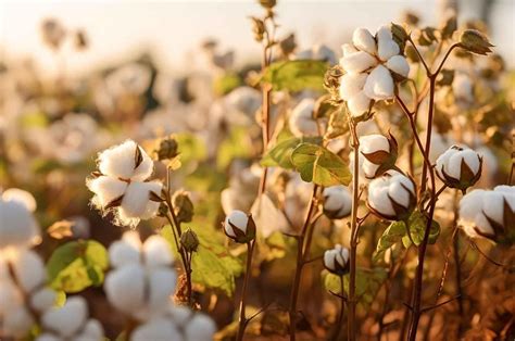 Organic Cotton Cultivation In India Enhancing Sustainability