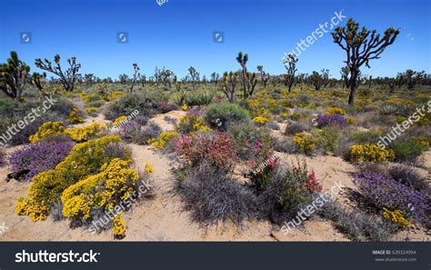 1,244 Mojave desert wildflowers Images, Stock Photos & Vectors ...