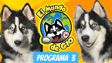 El Mundo De Gio Programa Curiosidades Del Husky Siberiano Osos