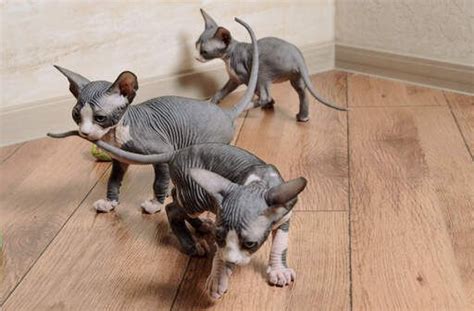 Sphynx Cats For Sale Hallwood Court Mi