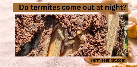 Do Termites Come Out At Night Termites First