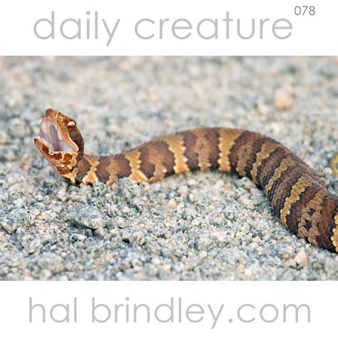 Daily Creature 78: Cottonmouth - Hal Brindley Wildlife Photography