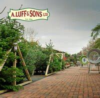 How To Choose The Perfect Christmas Tree Ripley Nurseries Garden