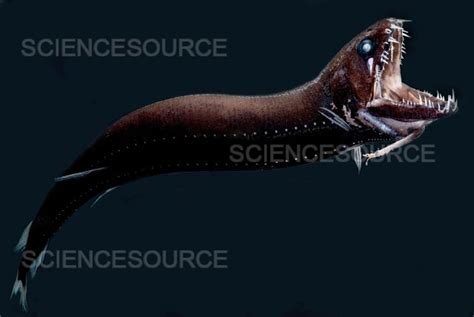 Deep-Sea Dragonfish | Stock Image - Science Source Images