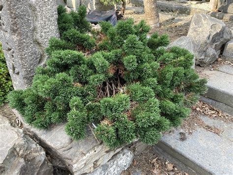 Pinus Mugo Jakobsen Herman Geers