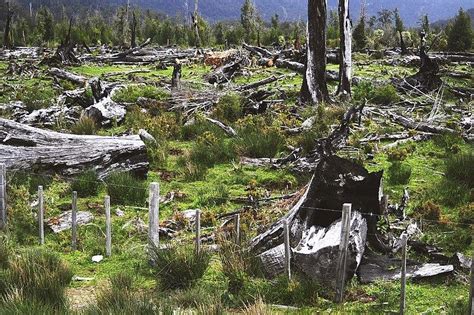 Expos Sur La D Forestation Causes Cons Quences D Finition Et Solutions