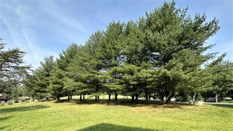 Best Evergreen Trees for Privacy - Forestry.com