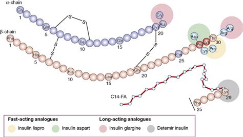 Diabetes Mellitus Insulin Oral Antidiabetes Agents Obesity