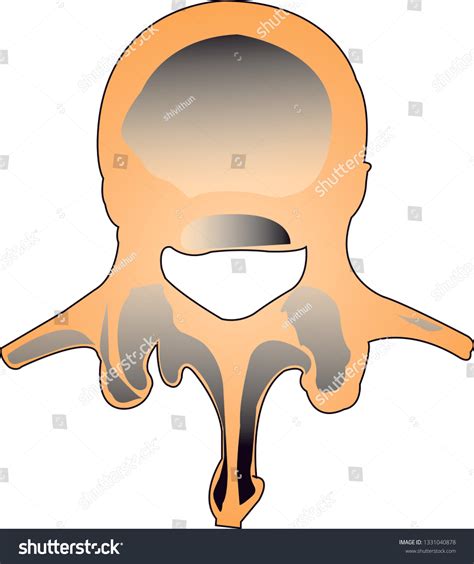 Lumbar Vertebrae Anatomy Vector Illustration Royalty Free Stock