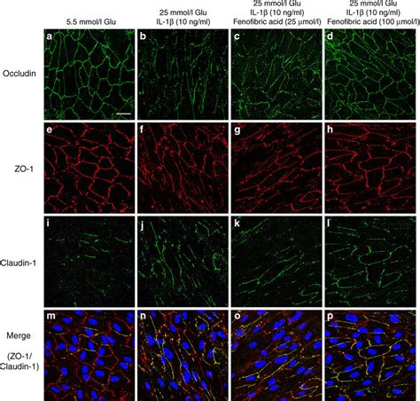 Immunohistochemistry Of Arpe Cells Showing The Disruption Of The