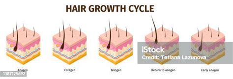 등소 모낭 성장 주기 단계 인포 그래픽 피부 해부학 의료 포스터 모발 성장 아나겐 텔로겐 카타겐 상 벡터 세트 털에 대한 스톡