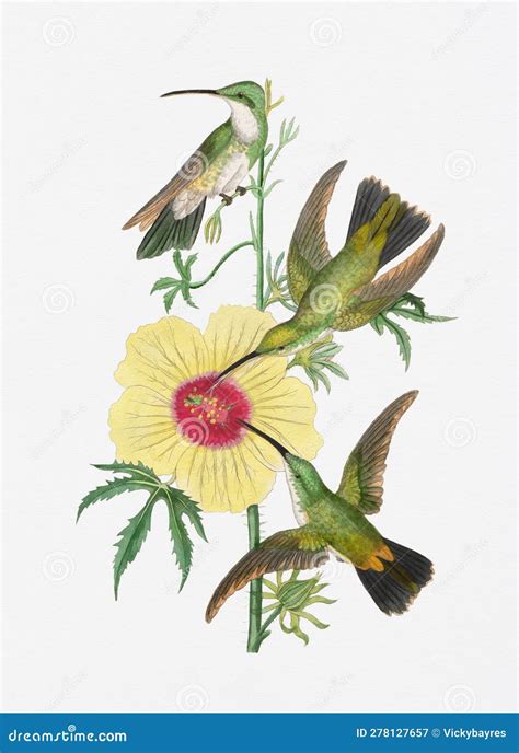 Hummingbird Painting Colorful Hummingbirds On White Background Stock