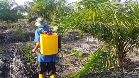 Cara Menyembur Baja Cecair Atau Baja Foliar Di Kebun Sawit YouTube