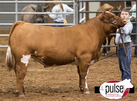 2017 San Angelo Stock Show Champion English Steer Lautner Farms