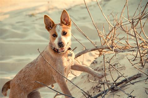 Discover the Red Heeler: History, Traits, and Care Guide