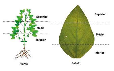 Como Realizar O Manejo Correto De Tripes Em Soja Revista Cultivar