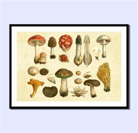 Vintage Quirky Mushroom Fungi Art Print Chilled Wall Prints A4 Ebay