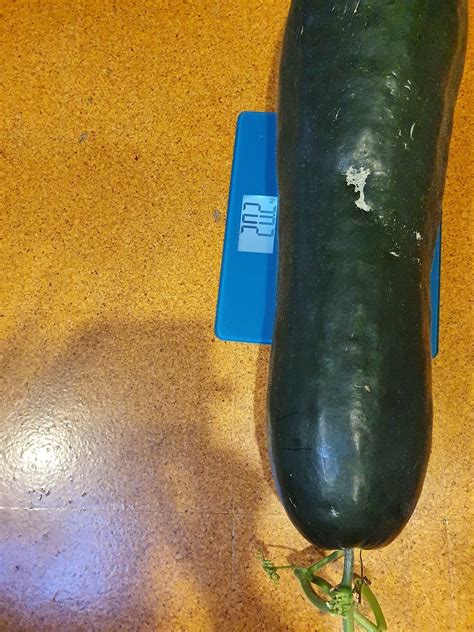 My parent's Winter Melon weighs more than my 5yr old... : r/gardening