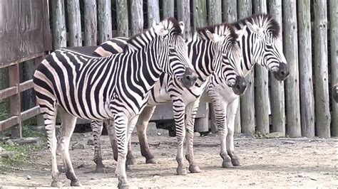 動物 グランドシマウマ Grants Zebra 東武動物公園 埼玉県南埼玉郡 20221023 Youtube