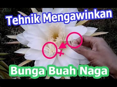 Cara Penyerbukan Manual Bunga Buah Naga Seputar Ilmu Pertanian