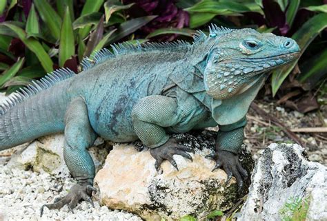 Letsgowild Iguana Animals Animal Photo