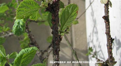 Меры борьбы с щитовками