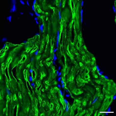 Myosin 1 Antibody Anti Human REAdye Lease Miltenyi Biotec USA