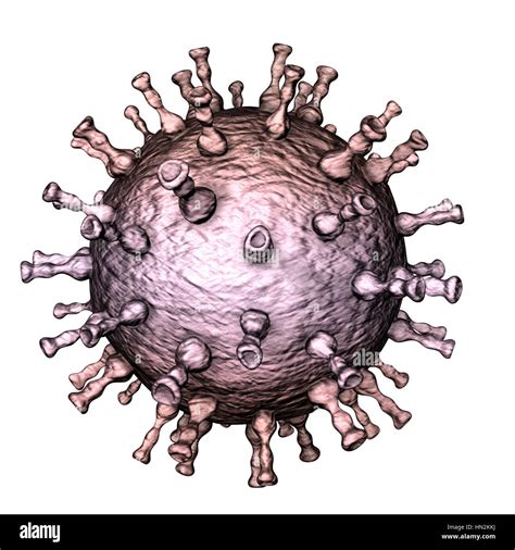 Varizella Zoster Virionen Fotos Und Bildmaterial In Hoher Aufl Sung