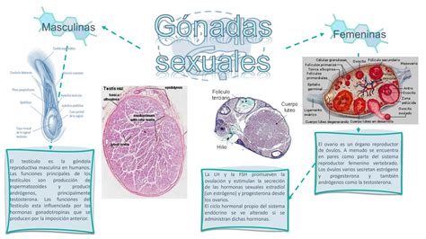 Solution Previo Sistema Endocrino Anatom A E Histolog A Humanas