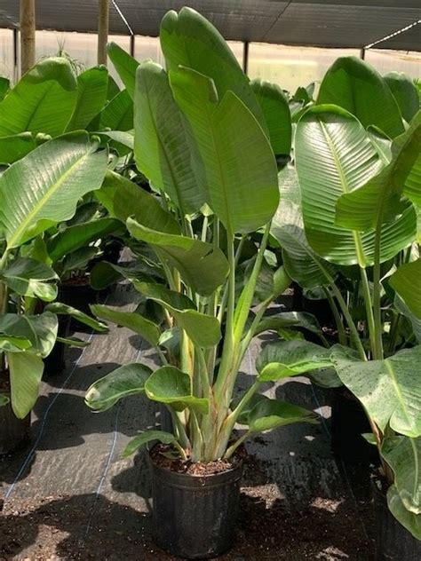 Strelitzia White Bird Tri State Foliage In House Availability