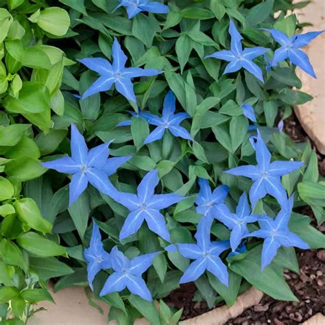 Blue Star Creeper | A Care Guide For Ground Cover Elegance