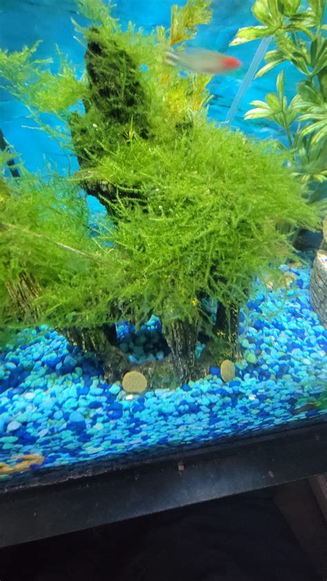 Does anyone know what this stuff is? I cleaned it all out after it grew