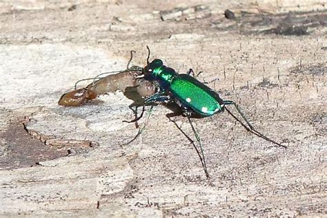 Six Spotted Tiger Beetle Cicindela Sexguttata Bugguidenet