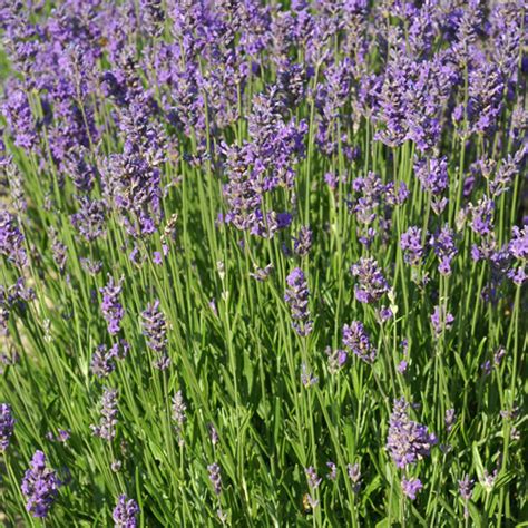 Plantes Vivaces LAVANDULA Angustifolia Compacta Lavande Vraie