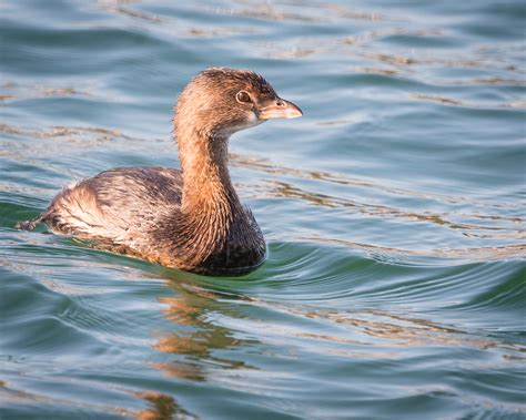 Pied-billed Grebe | Audubon Field Guide