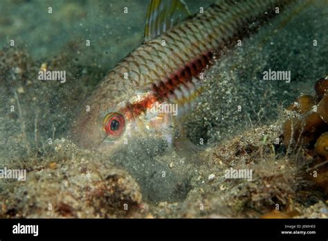 The Striped Red Mullet Or Surmullet Mullus Surmuletus From Mljet