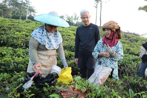 Bertemu Petani Ganjar Bicara Potensi Pengembangan Teh