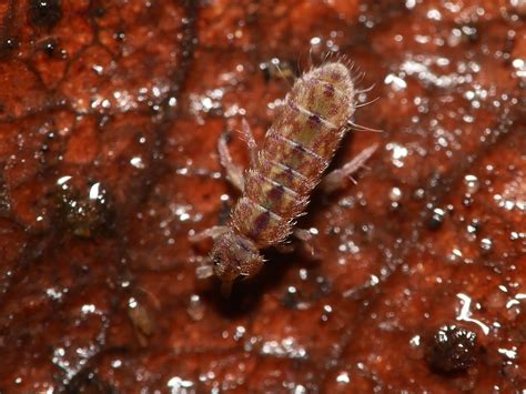 Smooth Springtails Arthropods Of Long Branch Glencarlyn Park