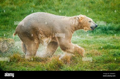 Hamish The Polar Bear Tries Out His New Enclosure At The Yorkshire