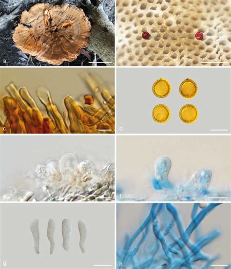 Basidiomata And Microscopic Structures Of Foraminispora Austrosinensis