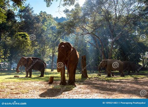 Il Bello Elefante Indiano Sta Stando Nel Fiume Nuvole Pittoresche Sui