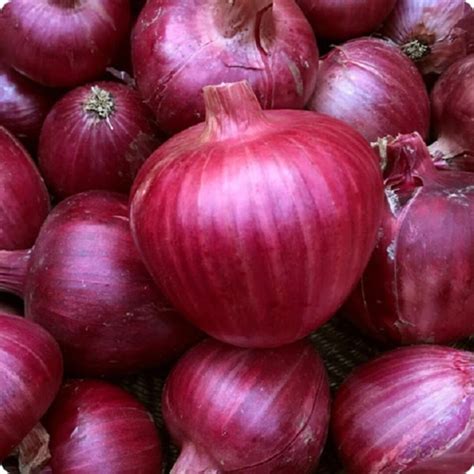 150 Rossa Di Milano Onion Seeds Heirloom Spend 25 Get Free Shipping